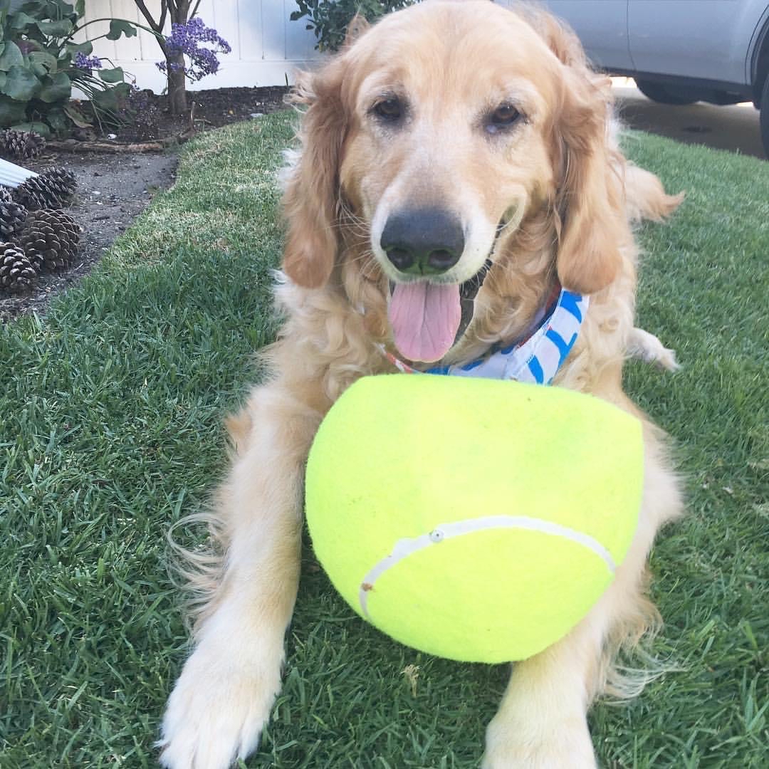 Colby Home Pet Euthanasia of Southern California